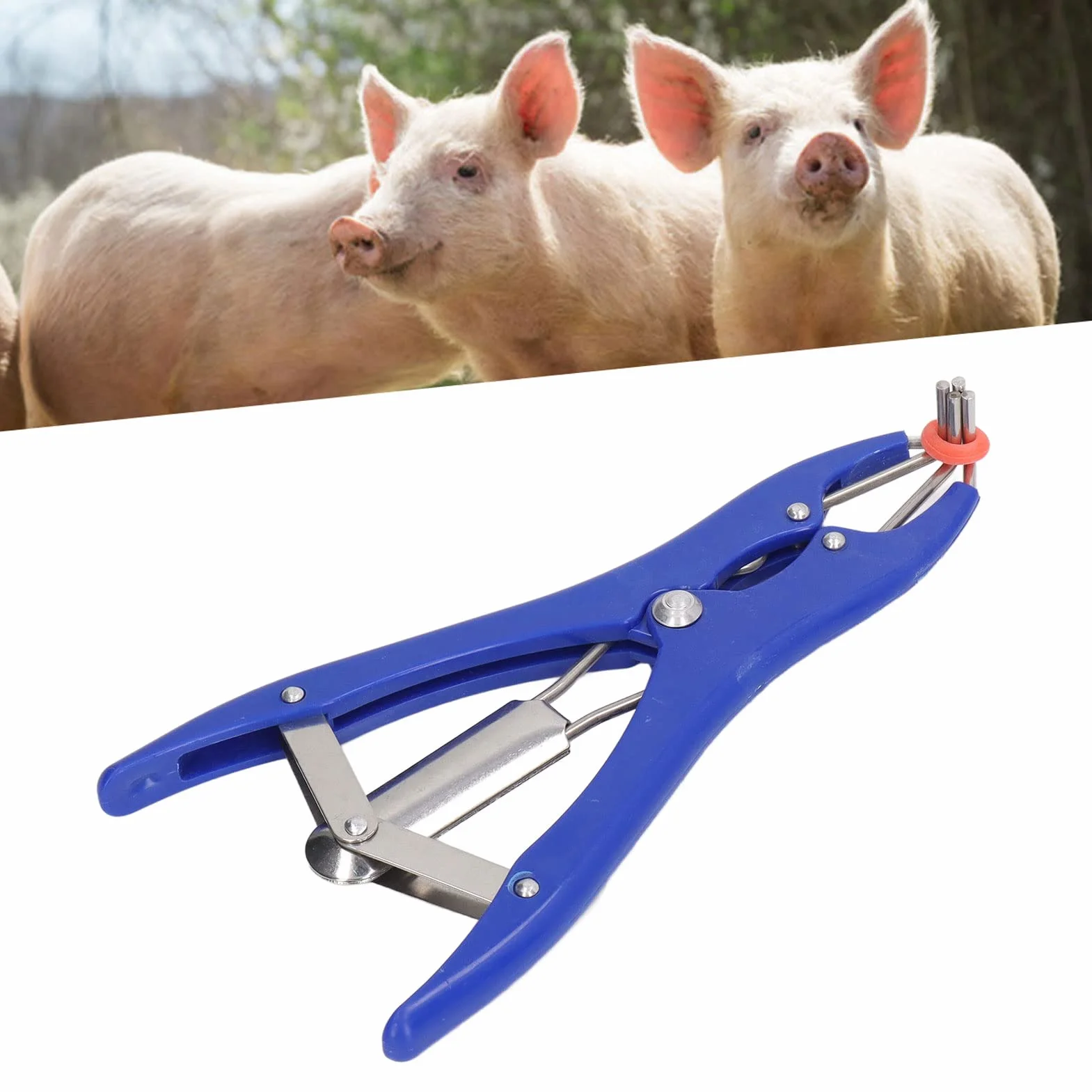 Pinze Per Castrazione Con 100 Anelli Di Gomma Rossa - Kit Applicatore Anelli Per Castrazione E Rimozione Coda - Strumento Indolore Per Capre, Vitelli, Maiali E Altri Piccoli Anima