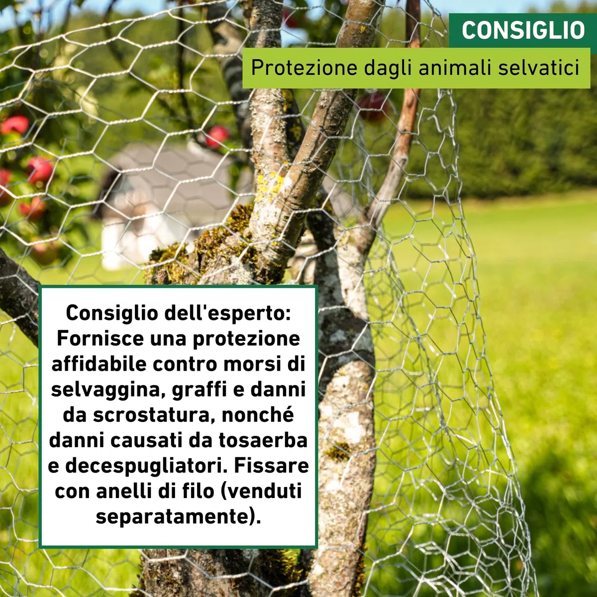 Windhager Recinzione Metallica zincata per Piccoli Animali, per lepri e polli, Copertura per grondaia, Larghezza Maglie 25 mm, 10 x 0,5 m x 0,7 mm